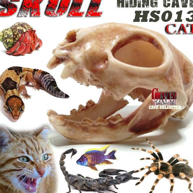 Hs014 Hiding Skull Cave Tengkorak Kepala Kucing Cat Ornamen Aquascape Ikan Tempat Sembunyi Reptile H