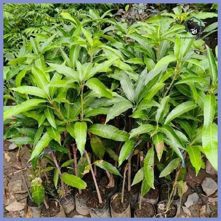 BIBIT MANGGA IRWIN HASIL OKULASI SIAP BERBUAH TAMAN TANAMANA BIBIT PEKARANGAN HIASAN BUAH BUNGA