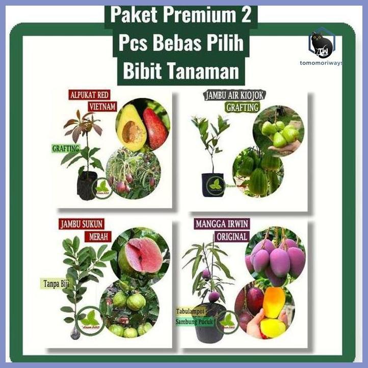 PAKET PREMIUM 2 PCS BEBAS PILIH BIBIT TANAMAN ALPUKAT RED VIETNAM JAMBU AIR KIOJOK GRAFTING JAMBU SU