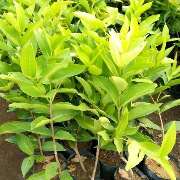 Bibit Jambu Air Madura Siap Berbuah Tabulampot