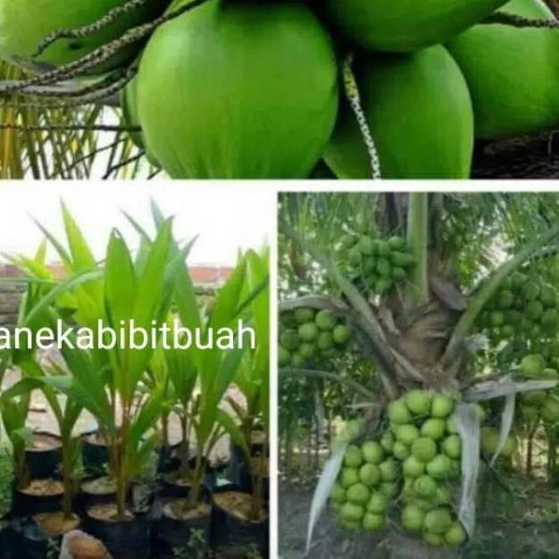 BIBIT KELAPA HIBRIDA HIJAU ASLI JUMBO