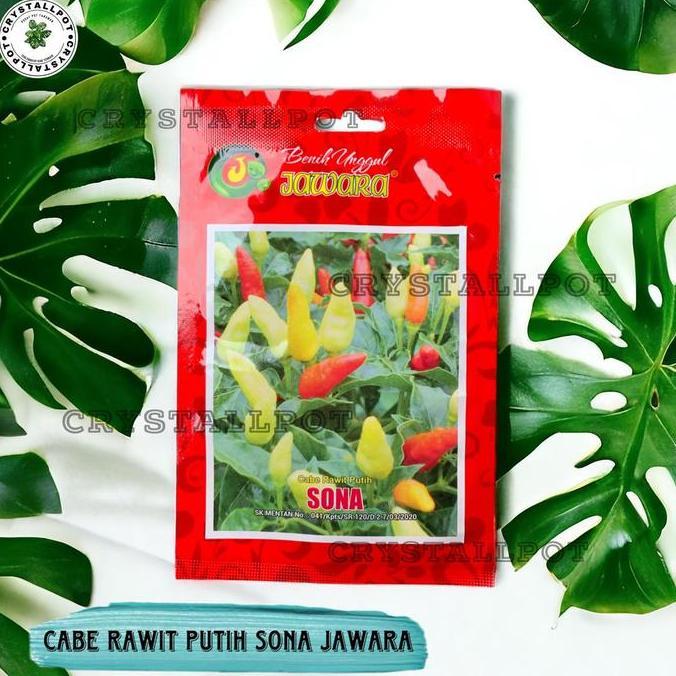 Benih Bibit Cabe Rawit Putih Sona Benih Unggul Jawara - CABE RAWIT PUTIH SONA