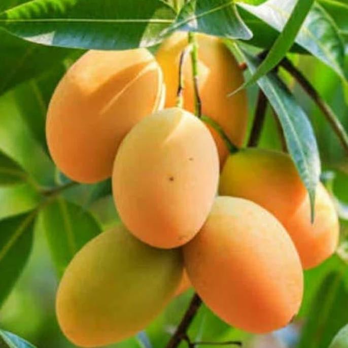 Bibit Mangga Madu anggur afrika hasil okulasi tabulampot