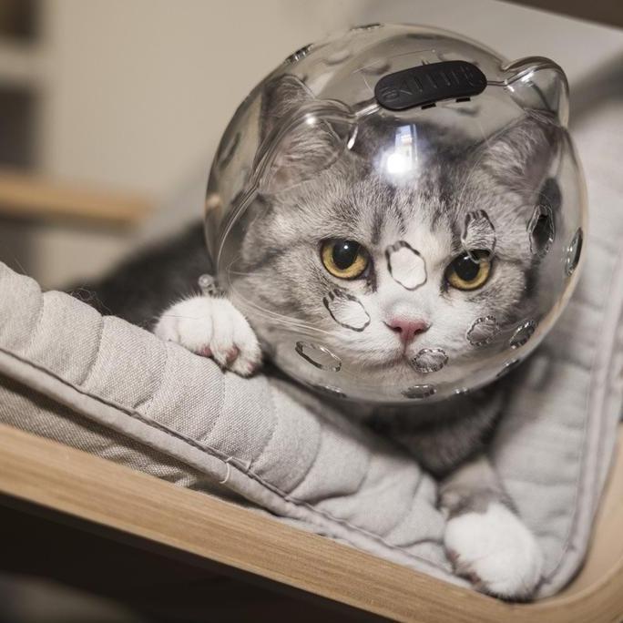 Daymousee - Aimayapet Penutup Kepala Kucing / Muzzle Anjing Anti Gigit - Brongsong Pelindung Hewan