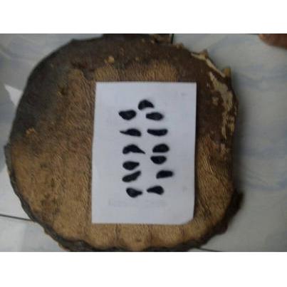 Empedu Bulus Asli Ibu Aminah Khasiat Luas - Empedu Bulus Kering & Labi Labi Kering - Cocok untuk Ken