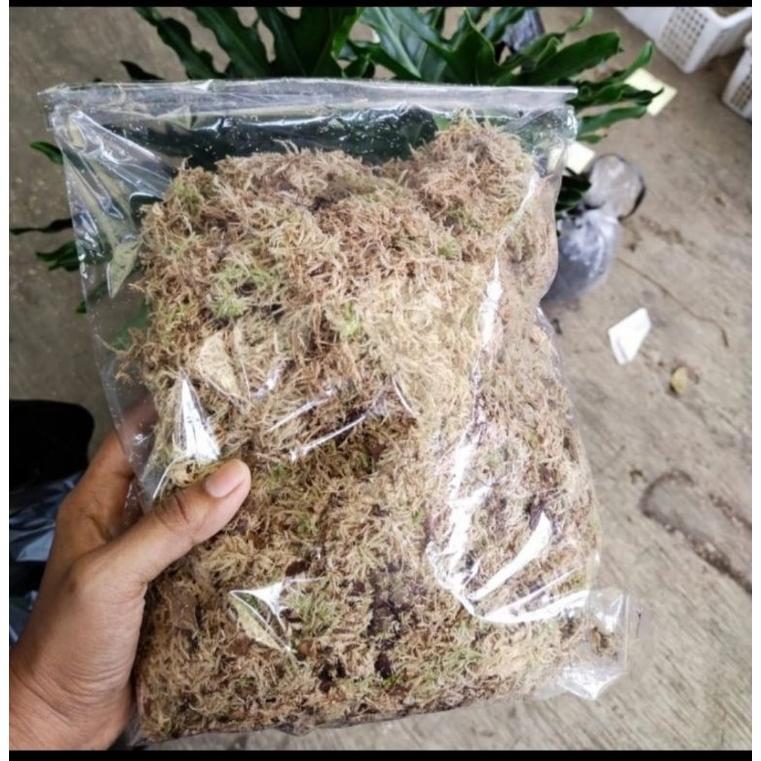 Bisa Cod Ya Kak Spagnum Moss, Moss Putih Lokal Murah, Media Tanam Moss 100 Gram ,,,