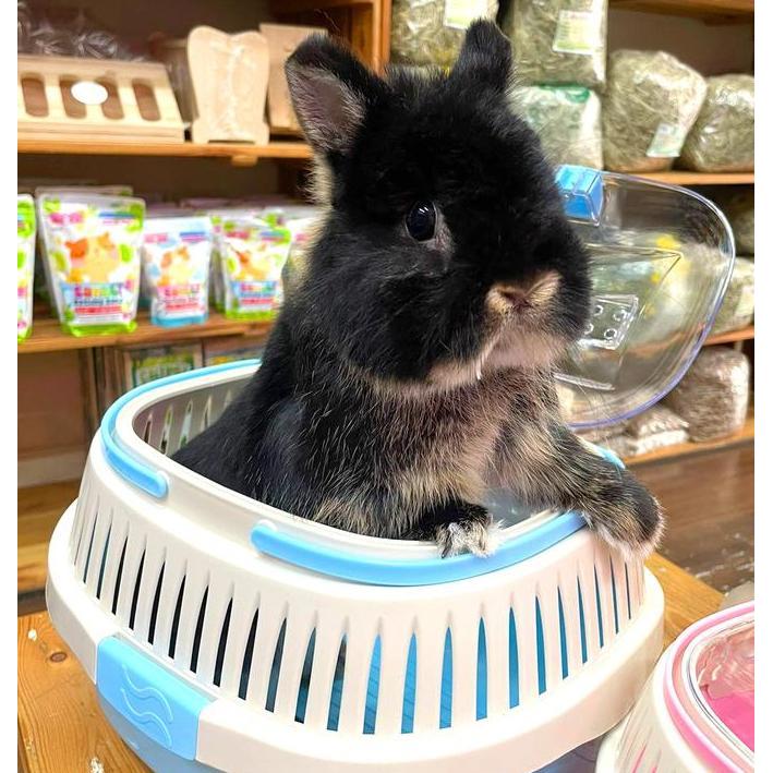 TERMURAH - UMI PET CARRIER / TAS HEWAN / PET CARRIER