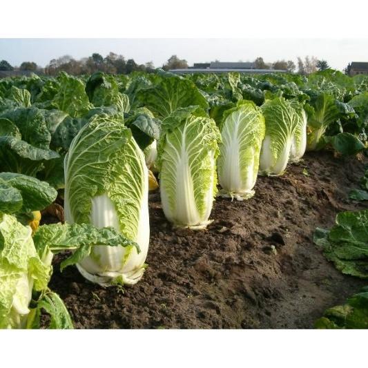 Promo Cod Bisa Bayar Di Tempat - Sawi Putih 25 Biji Bibit Benih Sawi Putih Autumn Sun F1 Dataran Ren