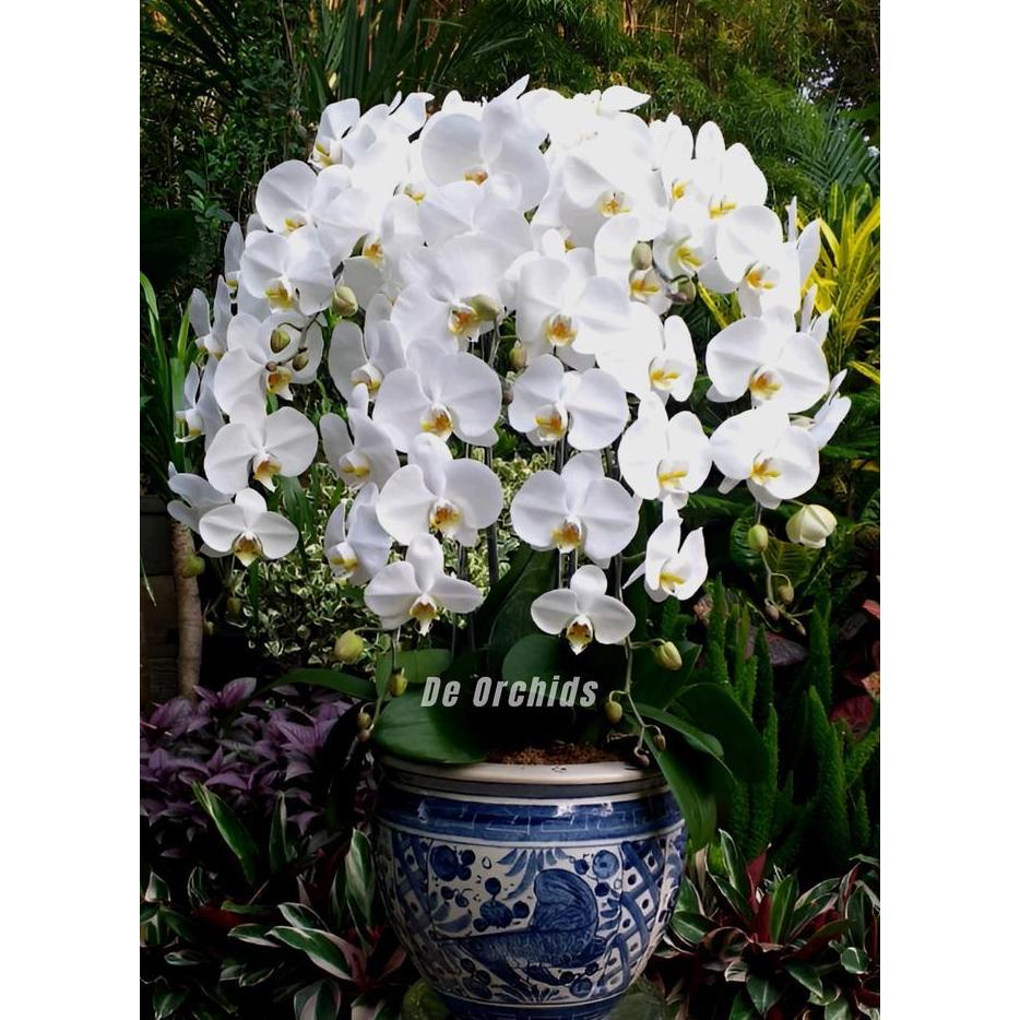 Anggrek bulan dewasa rangkaian 7 Pohon termasuk Pot Keramik CO