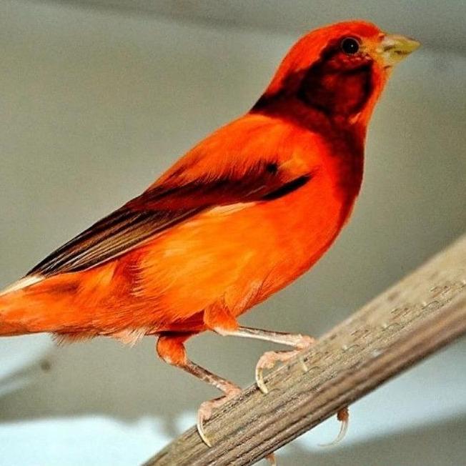 UNIQUE SUPER MIX KENARI PREMIUM 200 GR PAKAN BURUNG KENARI