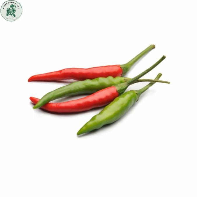 benih bibit cabai rawit bara cap panah merah - CABAI RAWIT BARA
