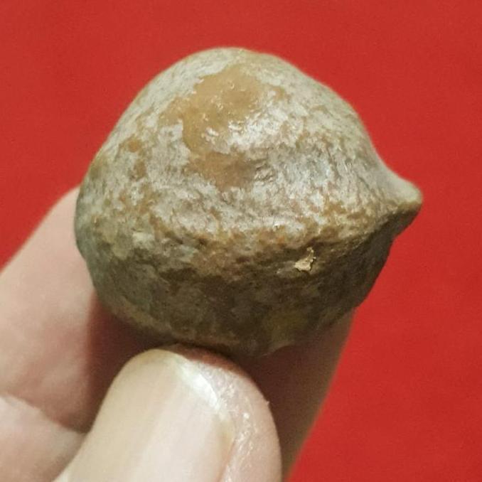 New- Muncang Adu Anak Mayit Urgen