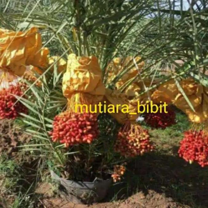 New- bibit kurma ajwa kultur jaringan