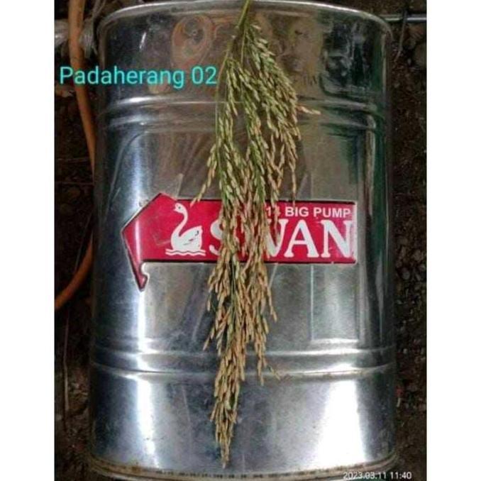 BENIH PADI UNGGUL PADAHERANG 02 PREMIUM KEMASAN 5KG