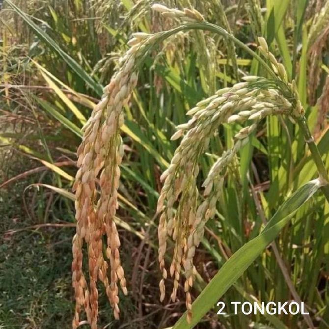 PADI BIBIT PADI 2 TONGKOL KEMASAN 5KG