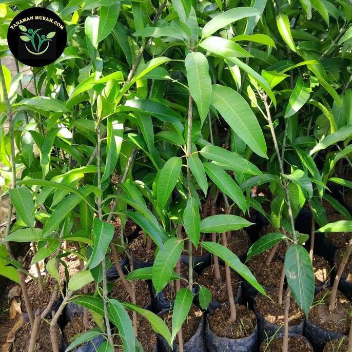 bibit mangga manalagi madu