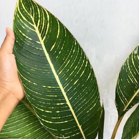 Tanaman Hias Pisang Bugis Golden/ Keindahan Daun unik