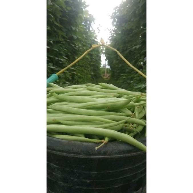 BUNCIS MAXIPRO - ORIGINAL PANAH MERAH - BENIH UNGGUL