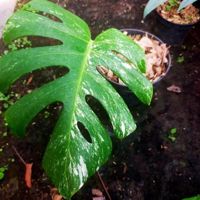 monstera variegata 1 daun pancing B