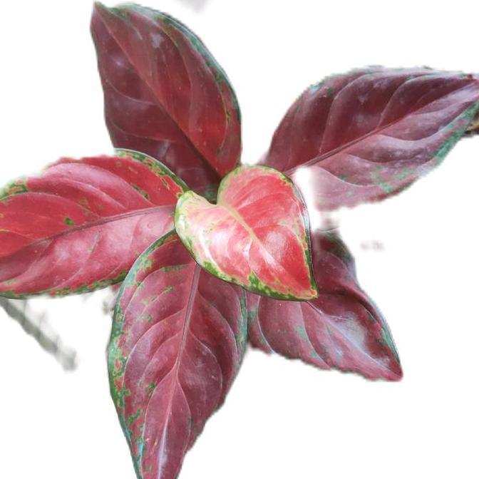 Benih bunga aglonema black maron