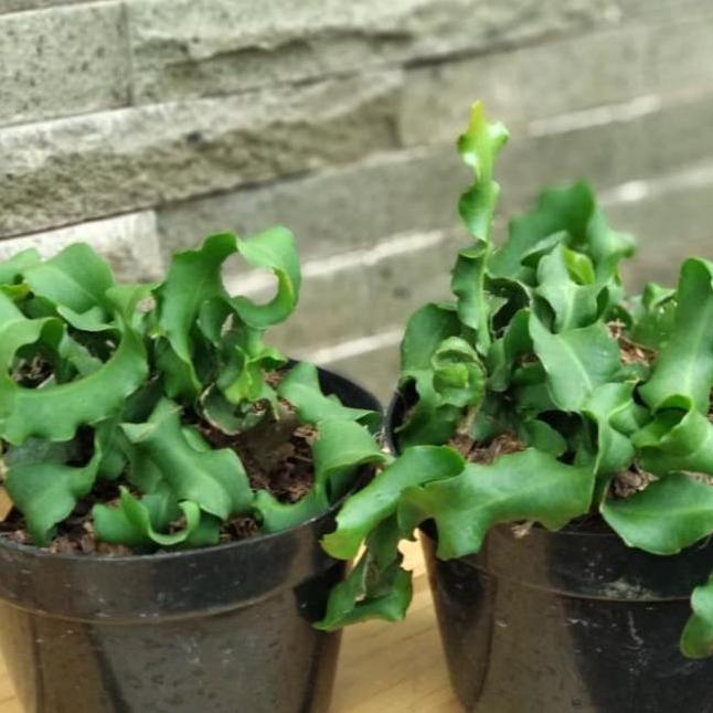 Tanaman Hias Gantung Wijaya Kusuma Tanduk / Kriting Plus Pot