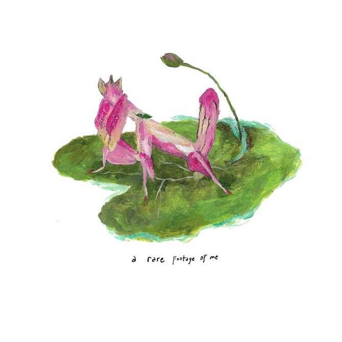 kaus orchid mantis - a rare footage of me