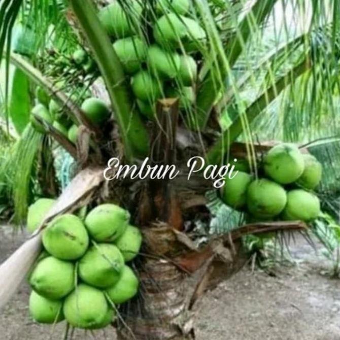 Bibit Kelapa Hibrida Genjah Entok Pendek sudah berbuah