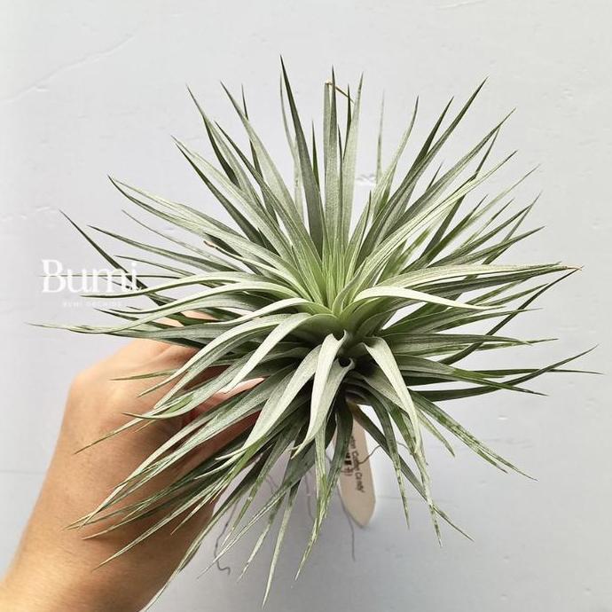 Tillandsia Houston 'Cotton Candy  import BUMI Air Plant Tanaman Udara