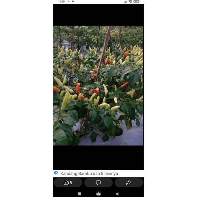 Benih Bibit Cabe Rawit Merah ORI 212 10g Cap Aura Seed Biji Cabai benih  cabe