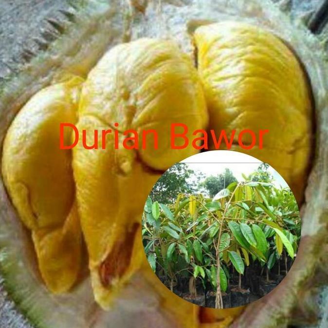 ASLI paket murah 3 bibit durian montong, bawor, musangking