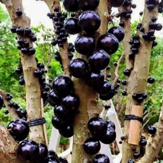 pohon anggur brazil bibit tanaman pohon anggur brazil