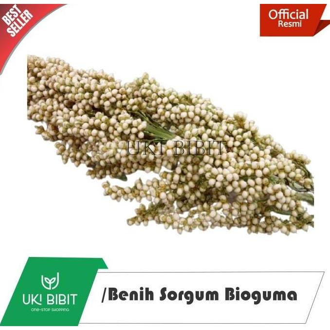 ( 1 Kg ) Benih Sorgum BIOGUMA | Batang Manis