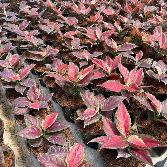 Benih bunga aglonema black maron