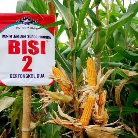 ( 1 Kg ) Benih Biji Jagung Tongkol 2 | Jagung Dua Tongkol
