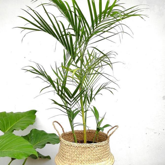 Palem Komodoria / Palm Komodoria / Pohon Palem Komodoria