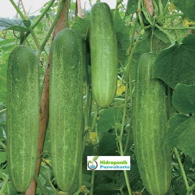 Benih Timun Mentimun Ketimun Amanda Cap Mutiara Bumi Tipe Putih Kehijauan Isi 50 Gram