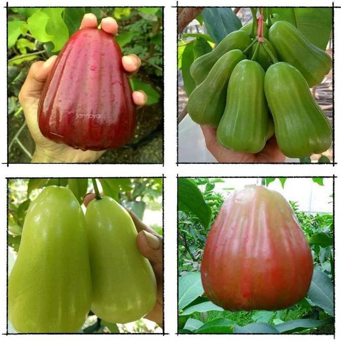 BIBIT JAMBU AIR RIMBUN Cepat Berbuah TUMBUHAN