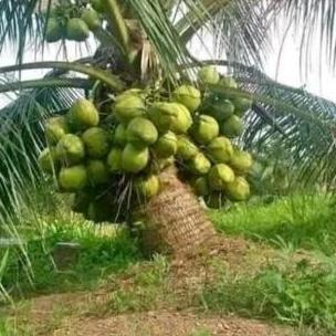 BIBIT KELAPA PANDAN WANGI IMPORT THAILAND TUMBUHAN