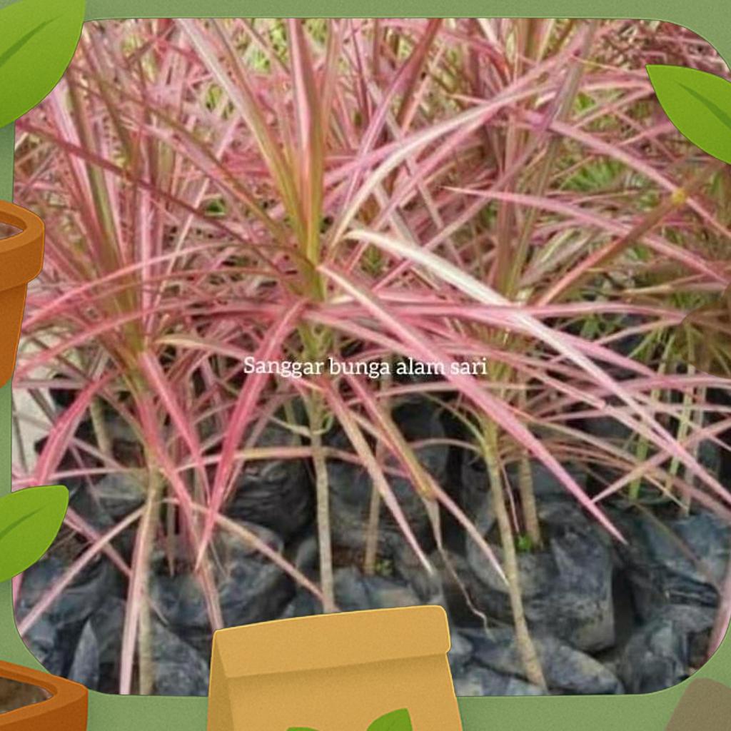 Tanaman Hias Dracena Tricolor