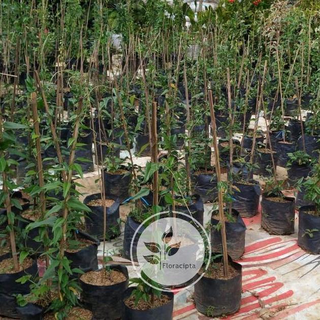 Bibit tanaman cincau jelly / Pohon cincau hijau rambat / Daun cincau