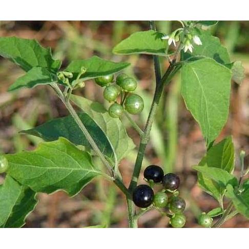 Bibit tanaman leunca/tanaman leunca lalapan
