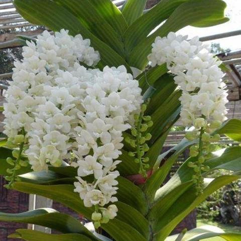 Diskon Rhynchostylis Gigantea White Dewasa