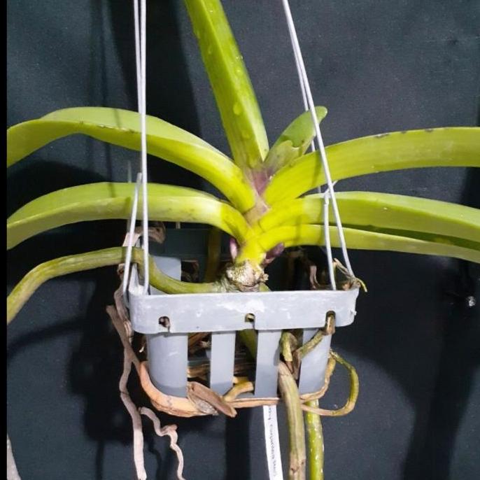 Spesial Rhynchostylis Gigantea 'Red' Dewasa