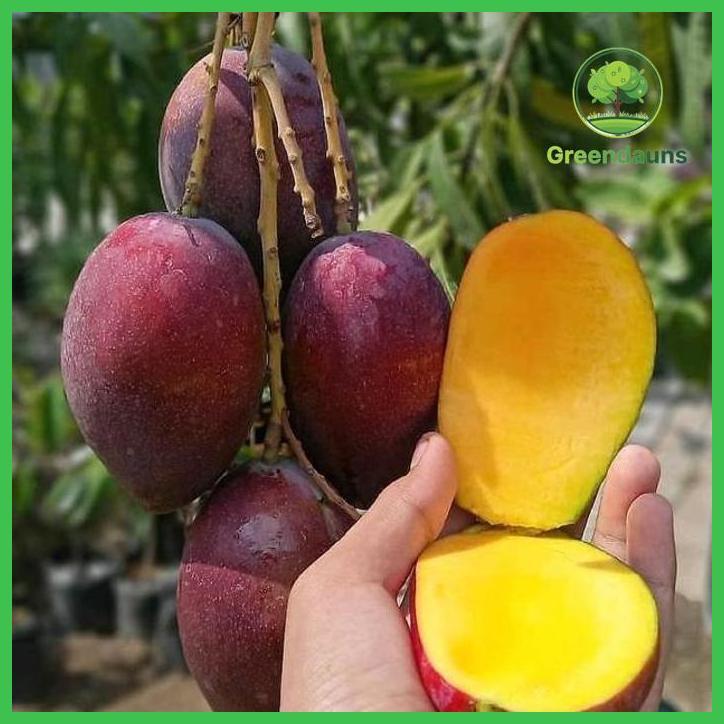 BIBIT MANGGA IRWIN HASIL OKULASI SIAP BERBUAH TAMAN TANAMANA BIBIT PEKARANGAN HIASAN BUAH BUNGA