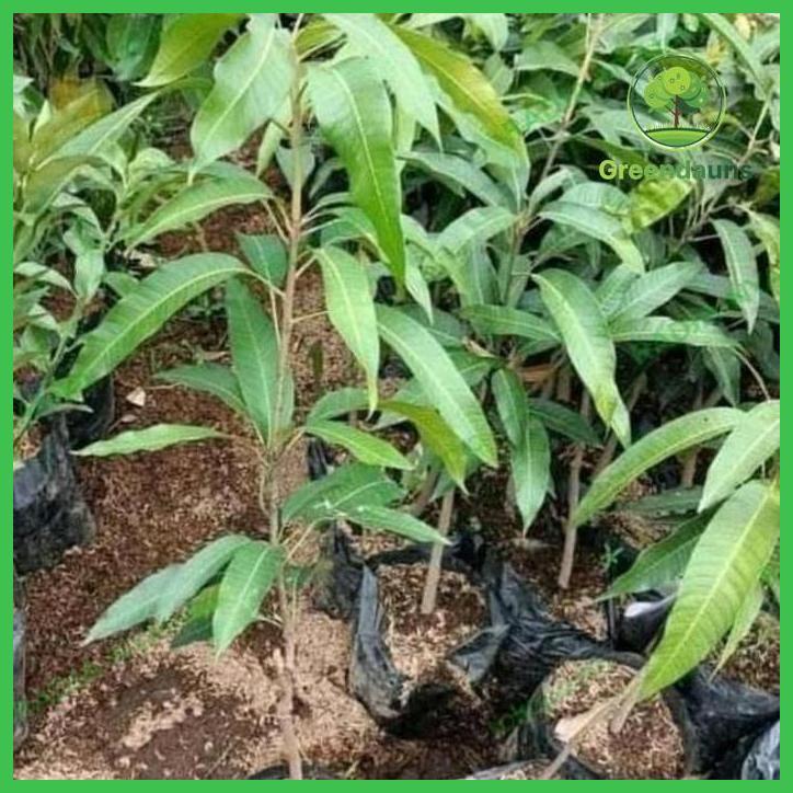 BIBIT BUAH MANGGA IRWIN ORINAL M 1METER ISTIMEWA TAMAN TANAMANA BIBIT PEKARANGAN HIASAN BUAH BUNGA