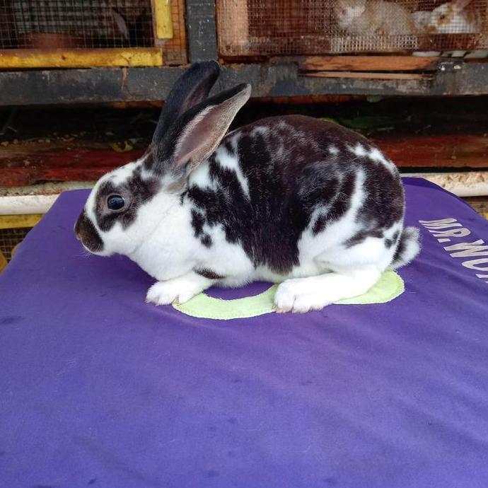 TERMURAH - Kelinci Rex bulu karpet anakan (1).