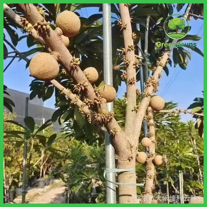 BISA BERBUAH DI POT BENIH MAMEY SAPOTE SAWO JUMBO ISI 10 BIJI TAMAN TANAMANA BIBIT PEKARANGAN HIASAN