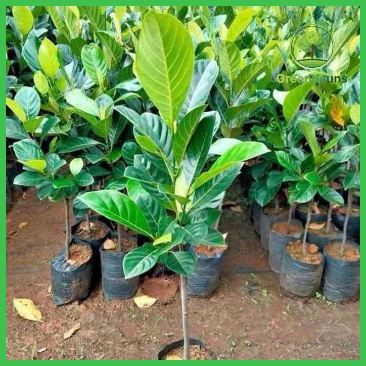 BIBIT NANGKA (MINI, MADU, MERAH, JUMBO) SUPER UNGGUL KOPI BENIH TAMAN TANAMANA BIBIT PEKARANGAN HIAS