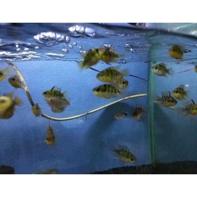 New- Ramirezi Ballon German