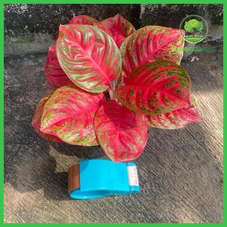 AGLONEMA WULANDARI JUMBO LOKAL RAWATAN TAMAN TANAMANA BIBIT PEKARANGAN HIASAN BUAH BUNGA